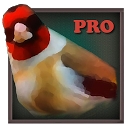 Vogelquiz Pro