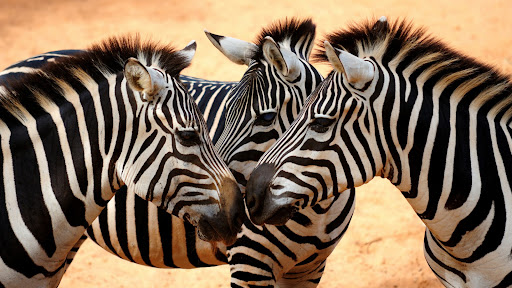 Zebra Wallpapers 4