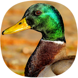 Duck Ringtones icon