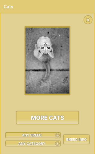 Cats - Photo Viewer Screen 2
