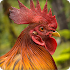 Rooster Sounds Ringtone7.0.0
