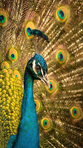 Peacock wallpapersخلفيات طاووس