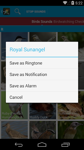 World Birds Sounds Free