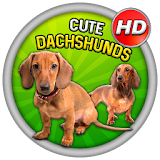 Cute Dachshunds Wallpaper HD icon