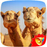 Cover Image of Tải xuống Camel Sounds  APK