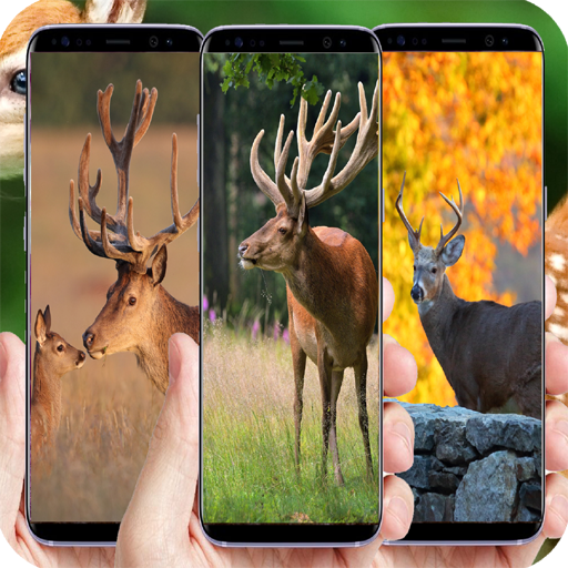 500+Deer wallpaper Download on Windows