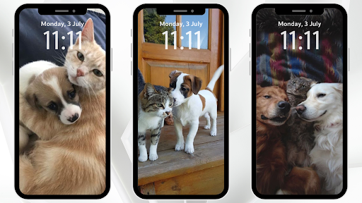 Cat And Dog Wallpaper