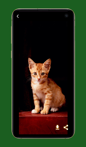Android application Cute Cat Wallpapers HD screenshort