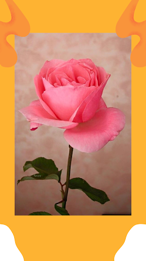 Rose Wallpaper App Screen 3