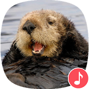Appp.io - Sea Otter sounds