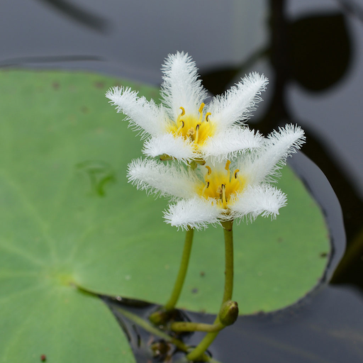 Aquarium & Pond Plant ID Logo