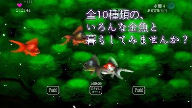 きんぎょフレンズ 放置育成ゲーム Google Play のアプリ