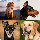 Guess The Dog Breeds icon