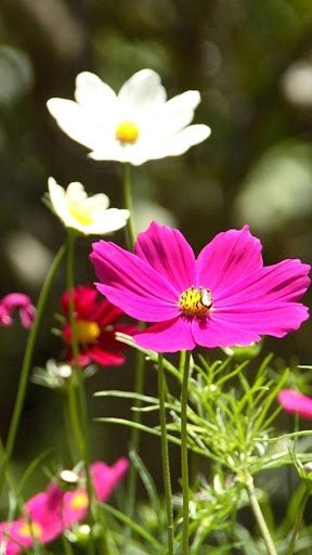 Flowers Wallpapers HD Offline Screen 2