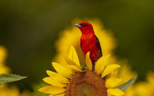 scarlet tanager Wallpaper HD Screen 3