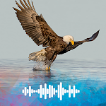 Cover Image of Download Eagle sounds  APK