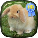 Cute Rabbit Jump Live Wallpape icon