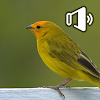 Canário Da Terra Chamando icon
