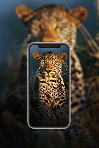Android application Animal Wallpapers in4K,HD screenshort