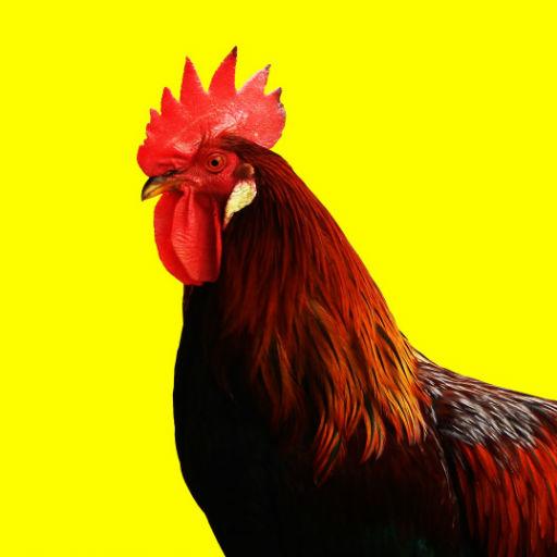 Rooster Sounds logo