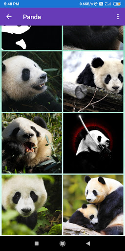 Brown Bear Panda Polar Bear