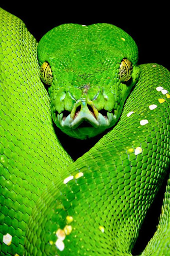 Android application Bamboo Pit Viper Wallpapers screenshort