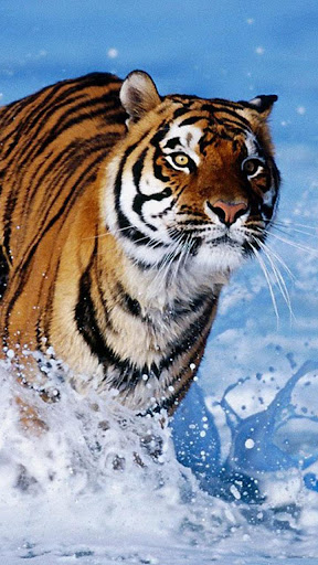 Tiger Live Wallpaper