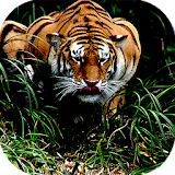 Wild Tiger Target Attack icon