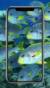 Fish Wallpapers