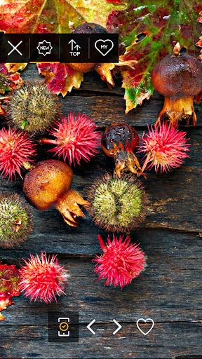 Autumn wallpapers Screen 3