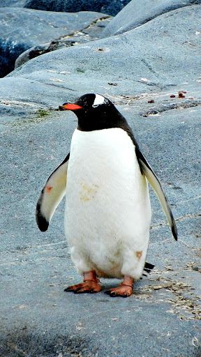 Android application penguin backgrounds screenshort
