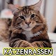 Katzenrassen विंडोज़ पर डाउनलोड करें