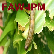 Faw_IPM