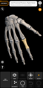Skeleton | 3D Anatomy 5