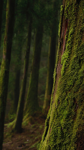 Moss Wallpaper