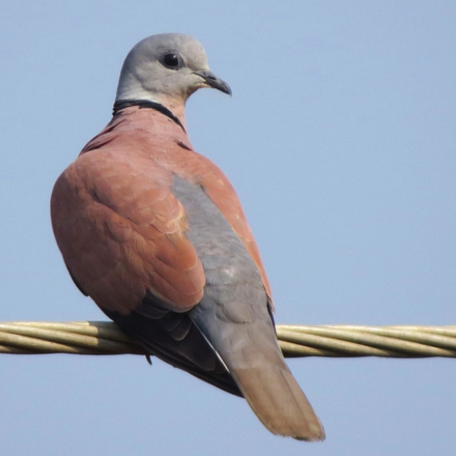 Red Turtle Dove Sounds logo
