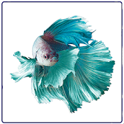 Betta Fish