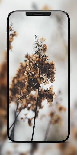SW Autumn Wallpapers | 4K Screen 3
