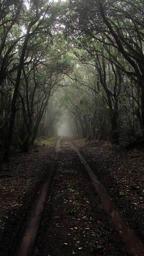 Green forest wallpaper 2023