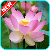 HD Lotus Flower Wallpaper icon
