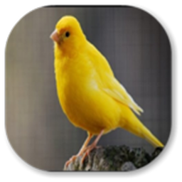 Icon image canary bird