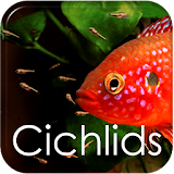 How to Breed Cichlids icon