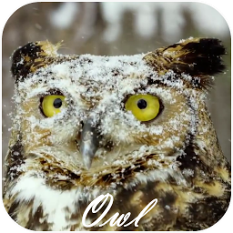 Icon image Owl Video Live Wallpaper
