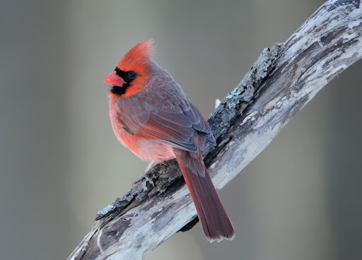 Northern Cardinal Wallpapers Screen 3