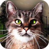 Street Cat Survival Simulator icon