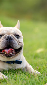 Imágen 15 French Bulldog Wallpaper android