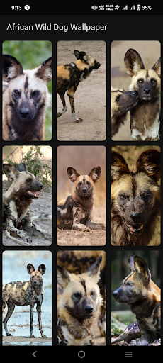 African Wild Dog Wallpaper Screen 3