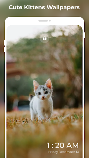 Cute Kittens Wallpapers