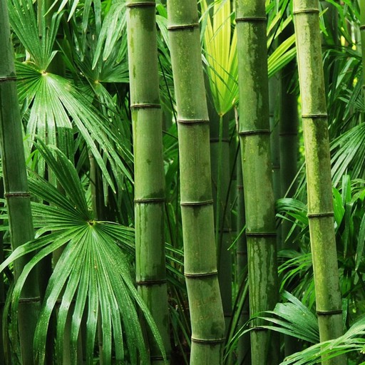 Bamboo Wallpapers logo