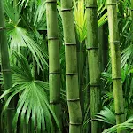 Cover Image of Tải xuống Bamboo Wallpapers  APK